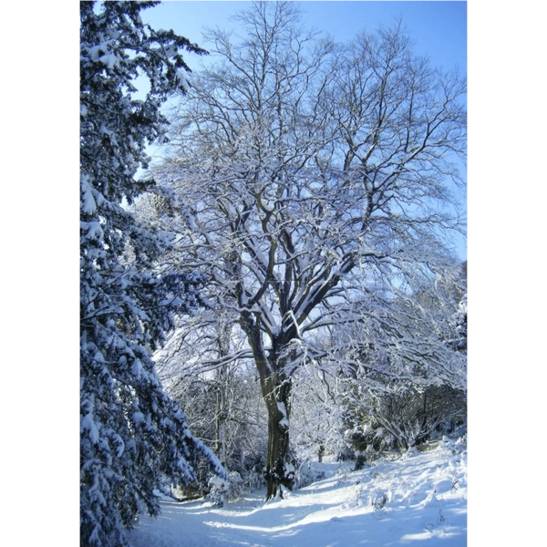 FP/54 Rose Bank Gardens Malvern